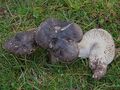 Hygrophorus camarophyllus